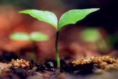 P2P的生存核心是服務(wù)實體經(jīng)濟